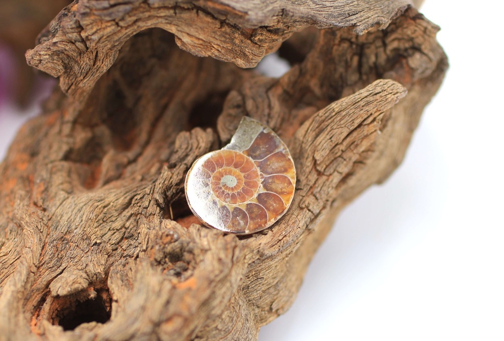 Ammonite semi polie