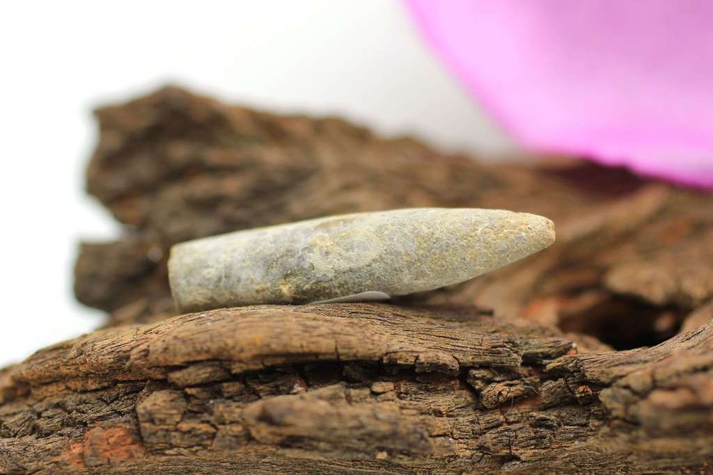 Bélemnite brute