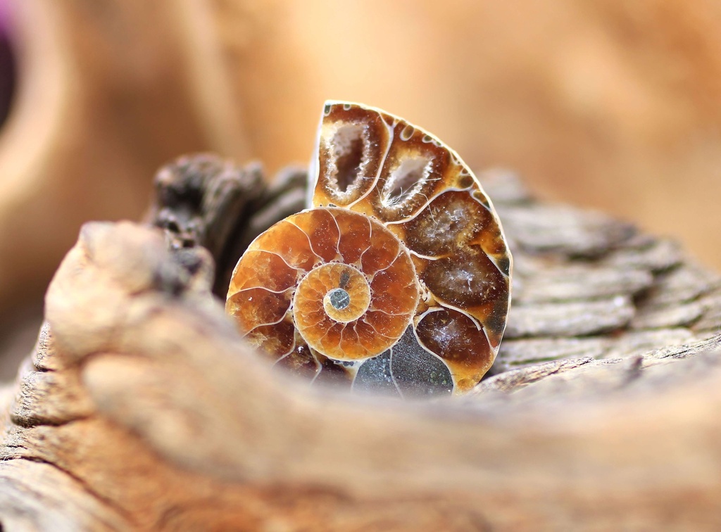 Ammonite semi polie