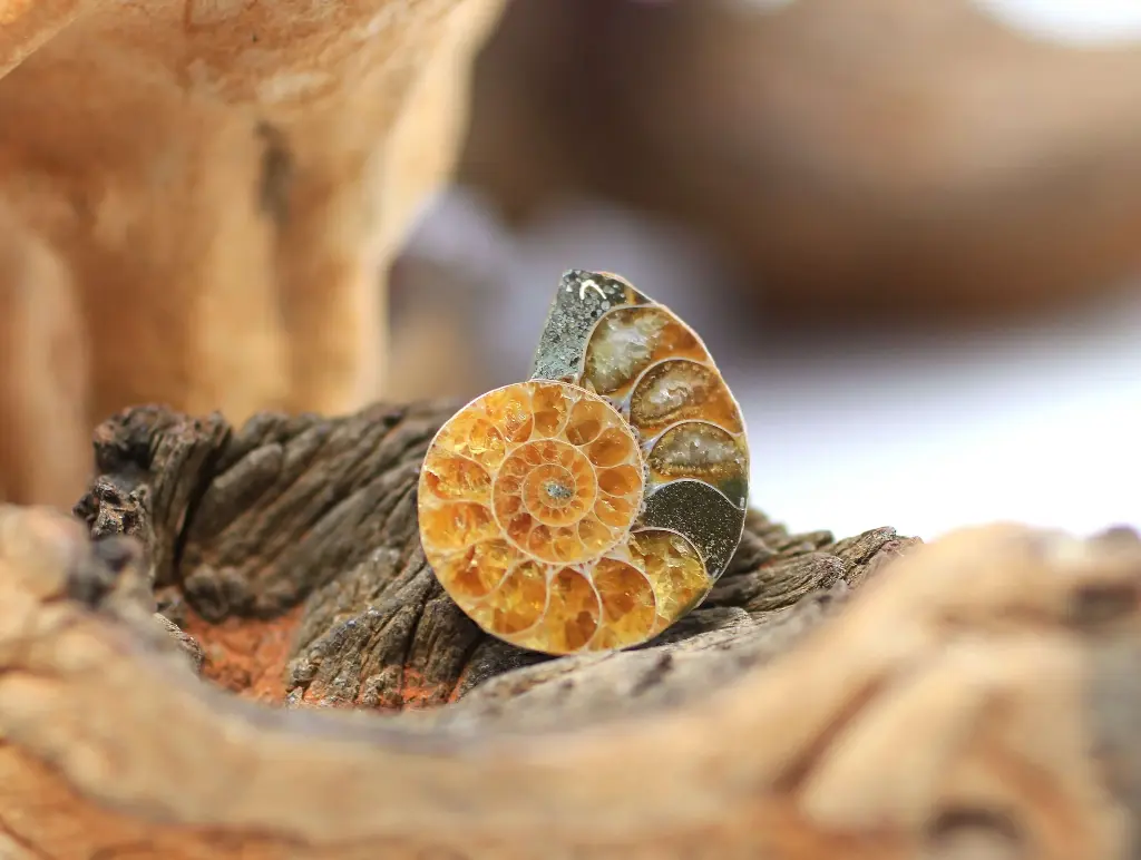 Ammonite semi polie