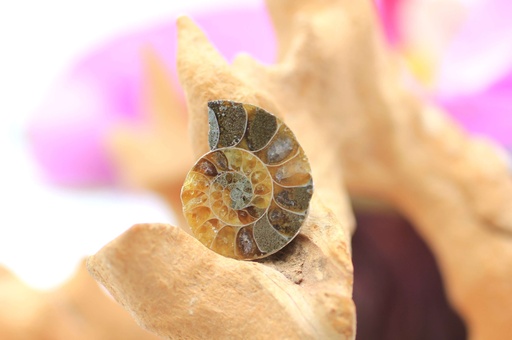 Ammonite semi polie