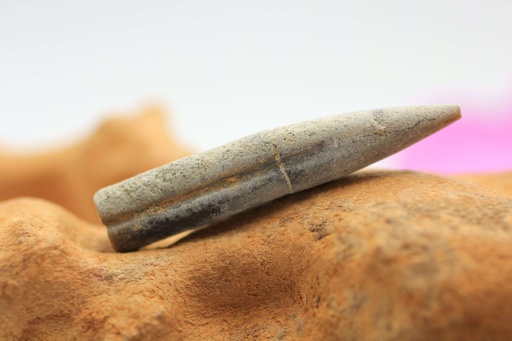 Bélemnite brute