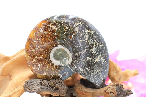 Ammonite fougère