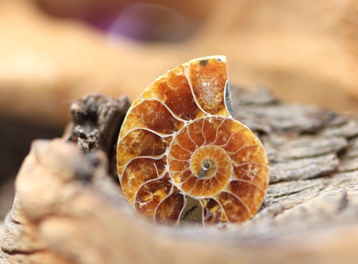 Ammonite semi polie