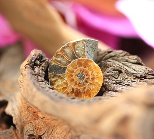 Ammonite semi polie